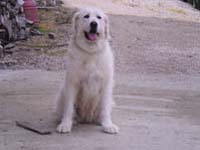 abruzzese mastiff dog